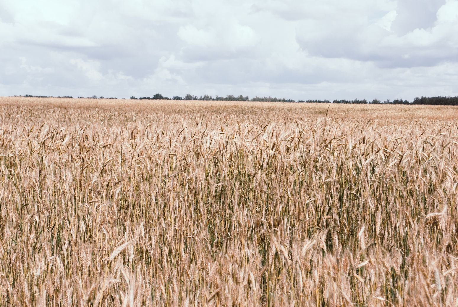 Rye field in central Jutland